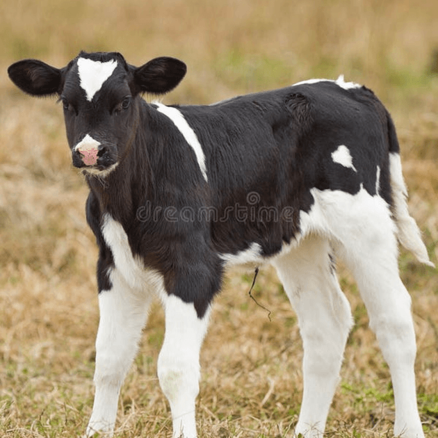 Calf Barn Finder
